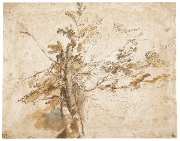 A Study of Two Intertwining Trees