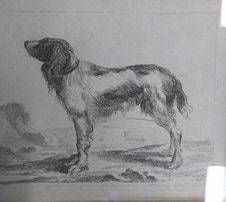 Standing Dog