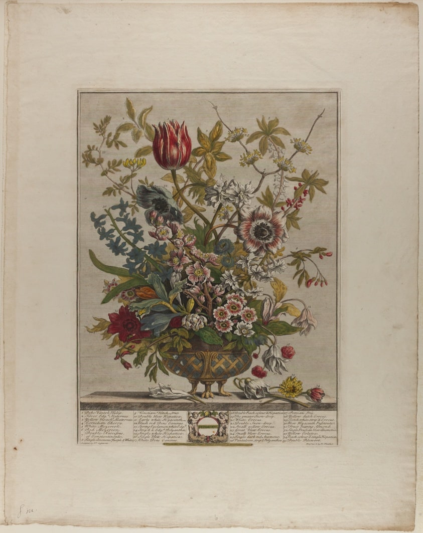 February, from Twelve Months of Flowers