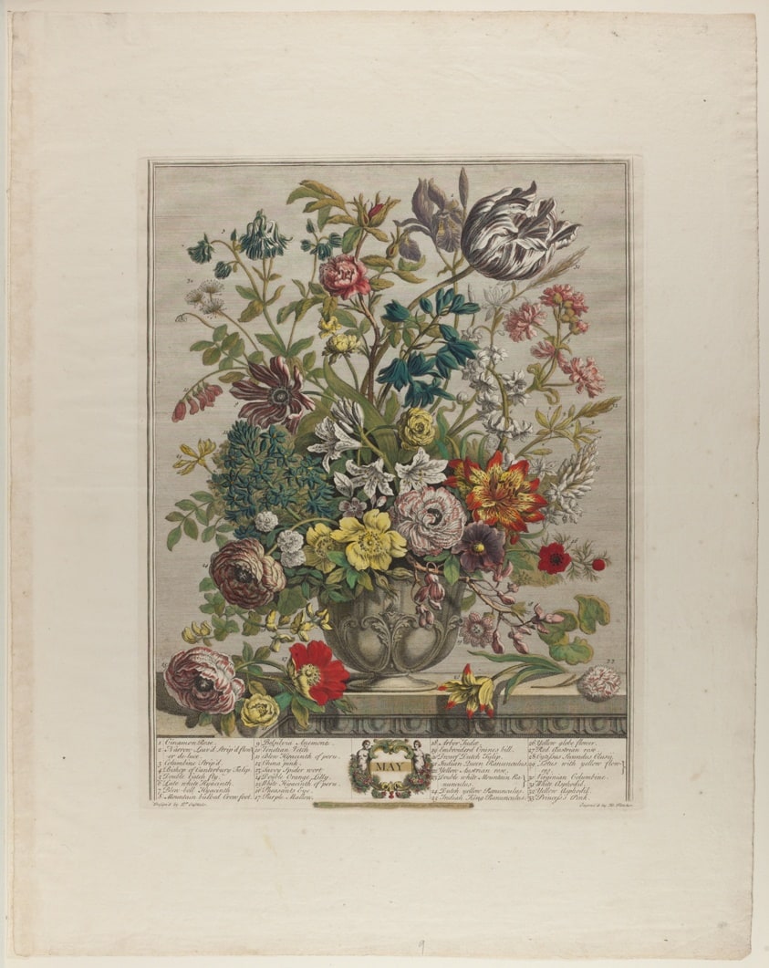 May, from Twelve Months of Flowers