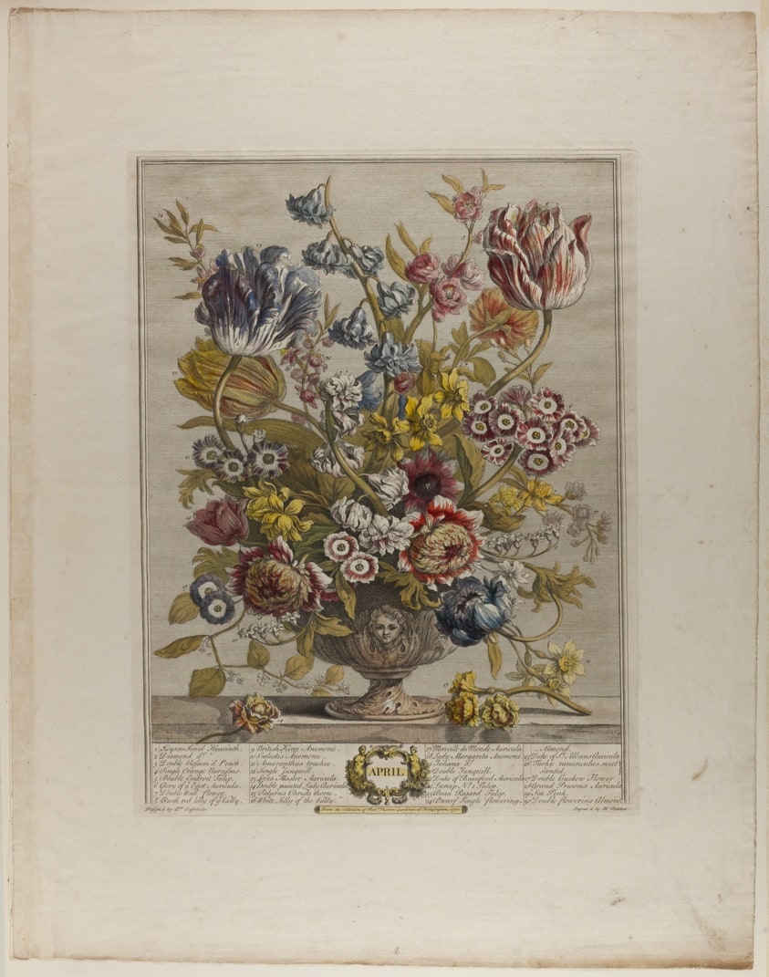 April, from Twelve Months of Flowers