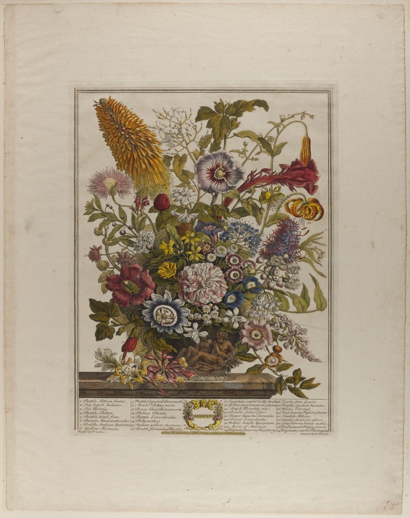 August, from Twelve Months of Flowers