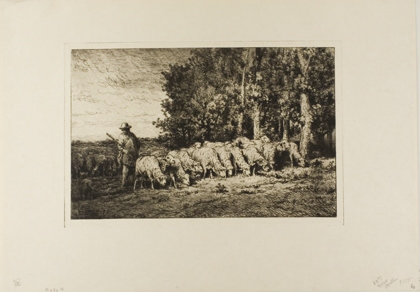Flock of Sheep at the Edge of a Wood