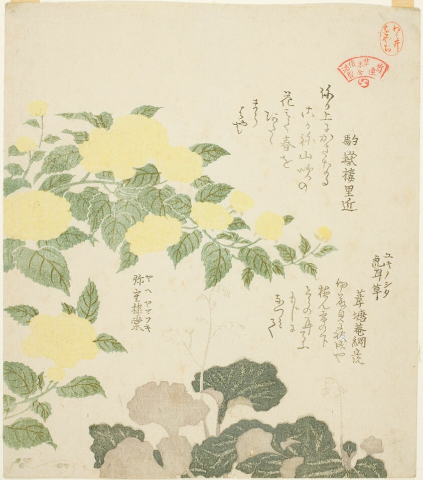 Yellow Roses (Yae yamabuki) and Creeping Saxifrages (Yukinoshita), from the series "Collection of Plants for the Kasumi Poetry Circle (Kasumi-ren somoku awase)"