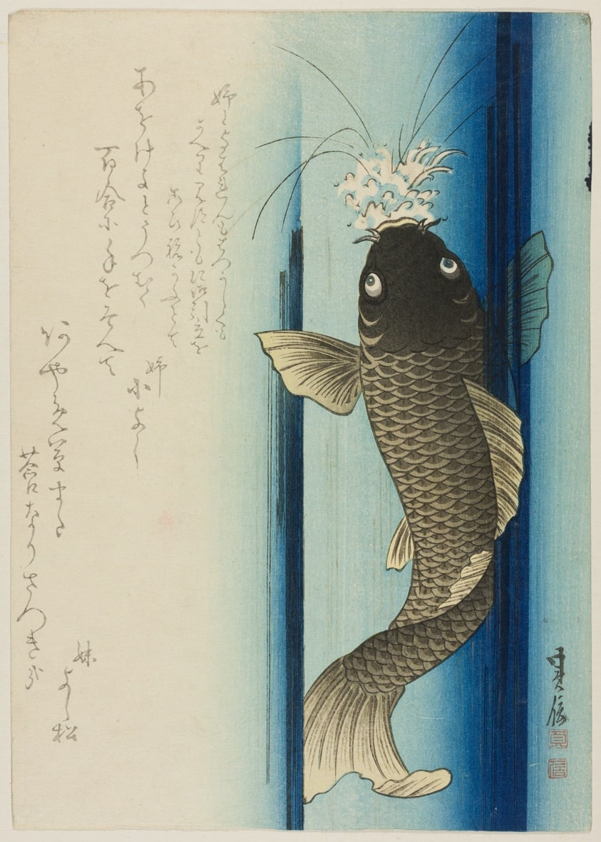 Carp Ascending Waterfall
