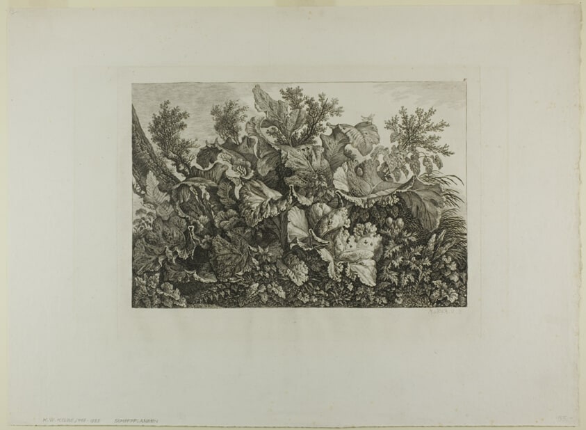 Swamp Plants