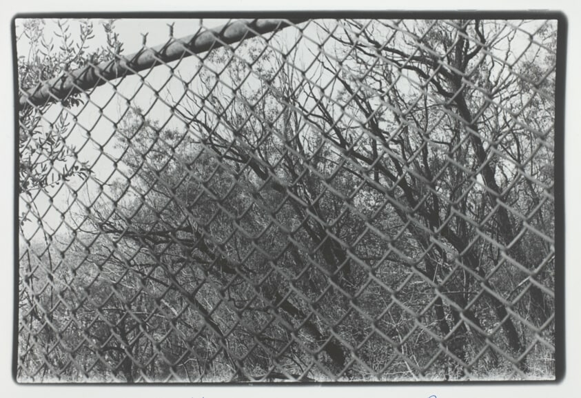 Trees