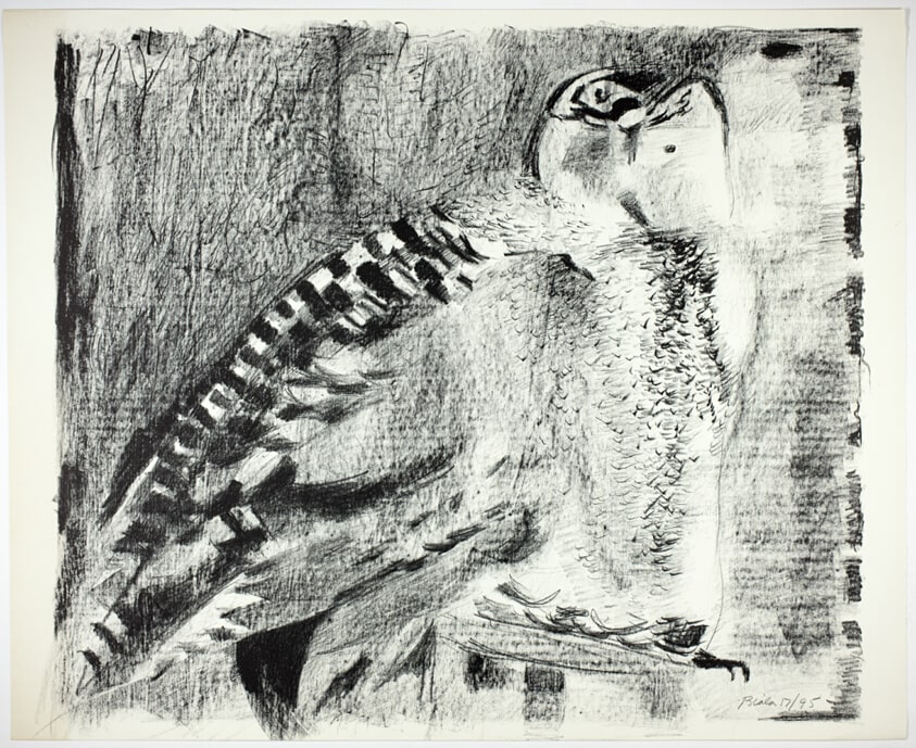 Owl