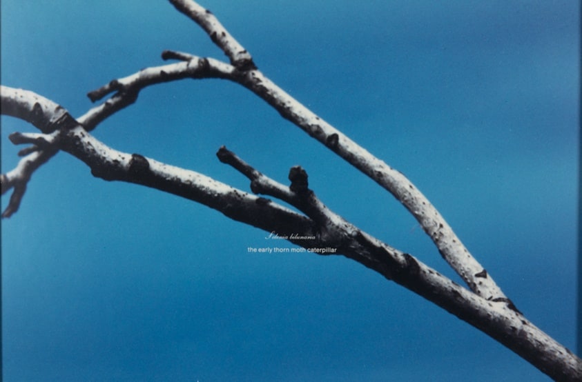 Untitled (Stick)