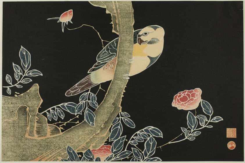 Rose and Parrot