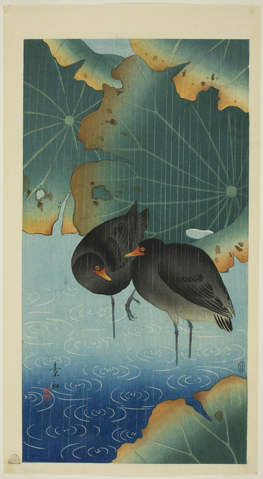 Moorhens