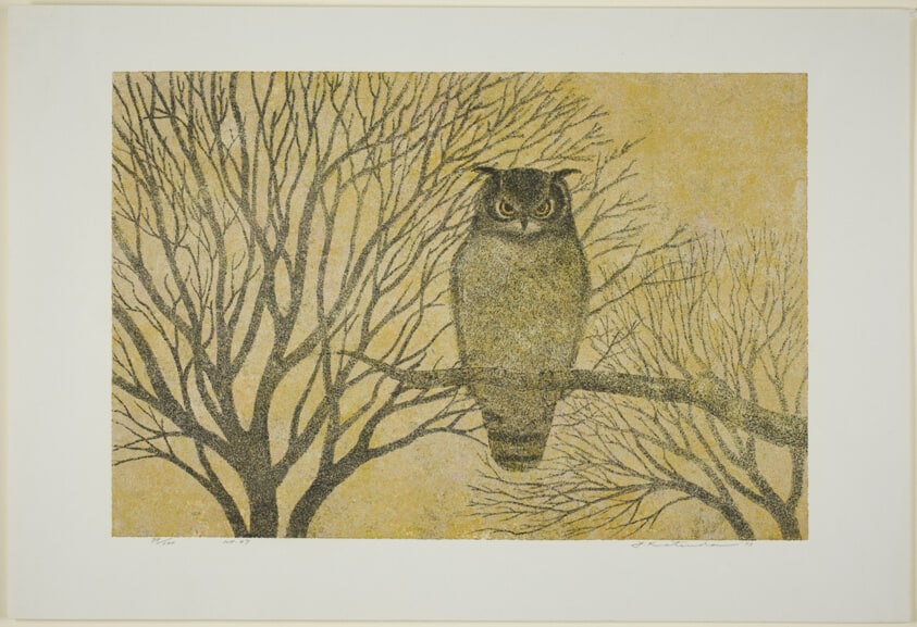 Owl, No. 67