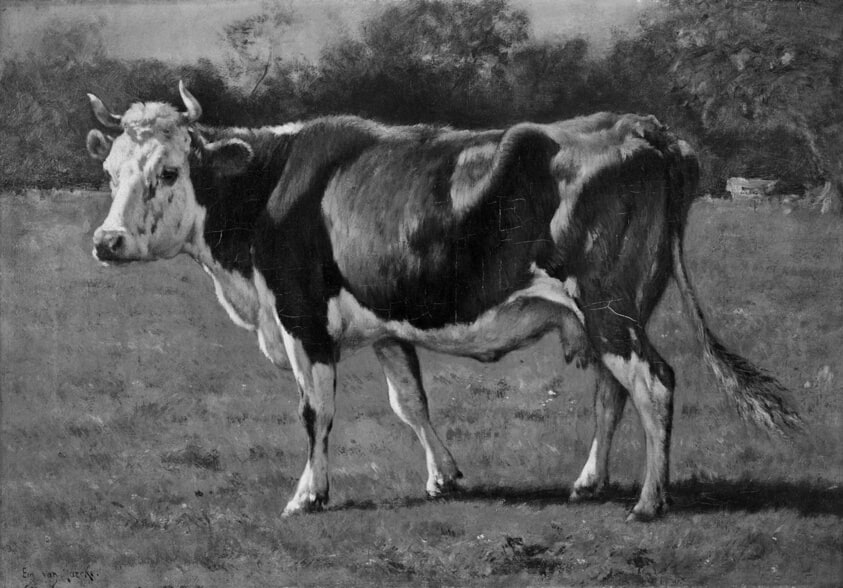 Study of a Cow