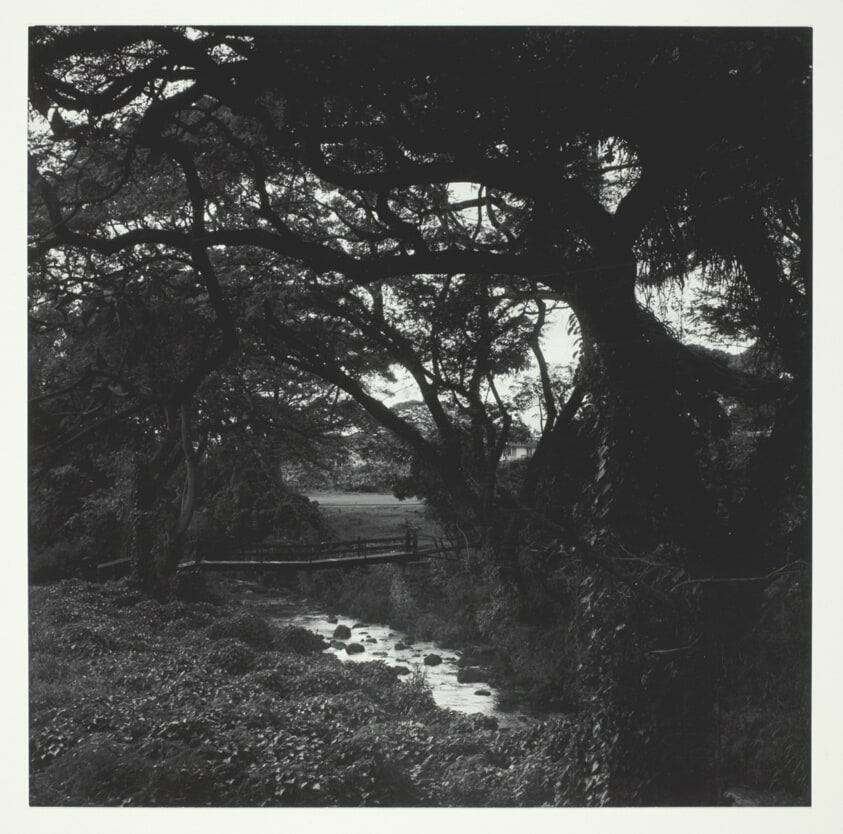 A Stream in the Woods