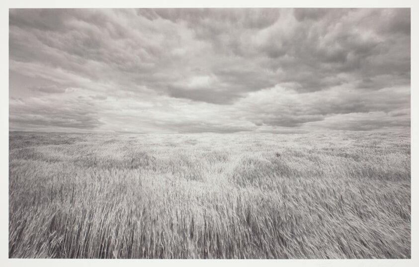 Wheatfield