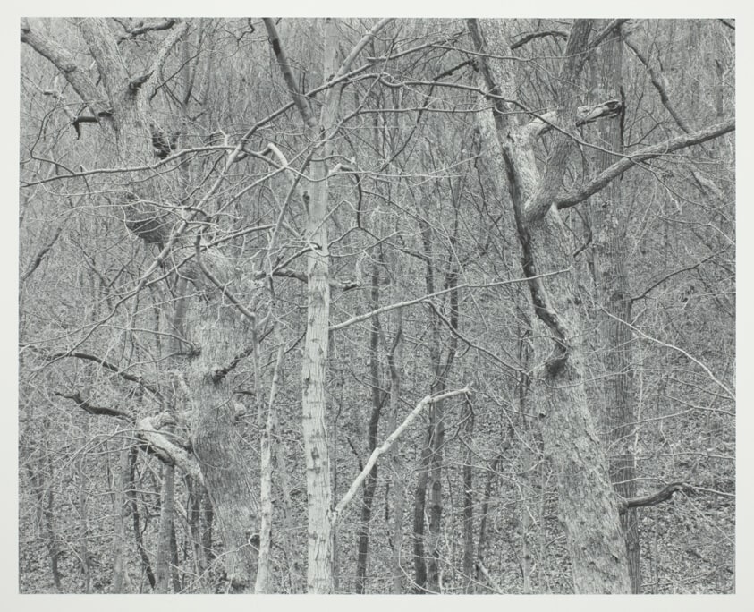 Kentucky, Dancing Trees