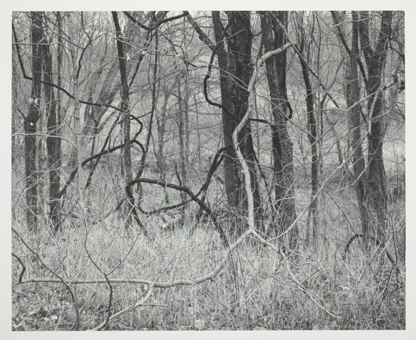 Kentucky, Trees and Vines