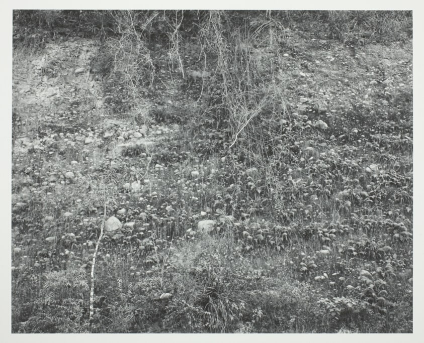 Mexico, Vines and Rocks