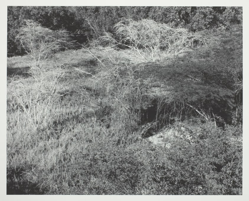 Venezuela, Lacy Trees