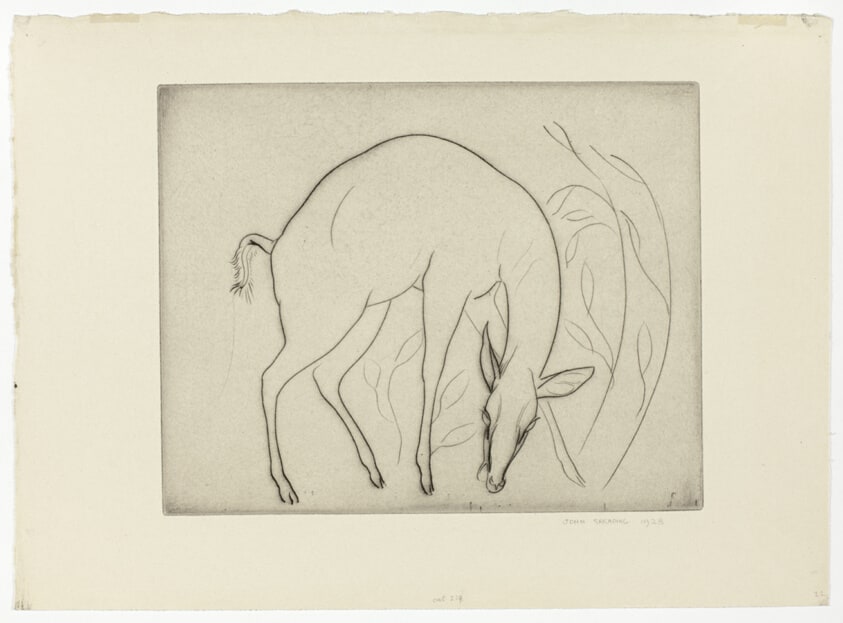 Cow Nylghai