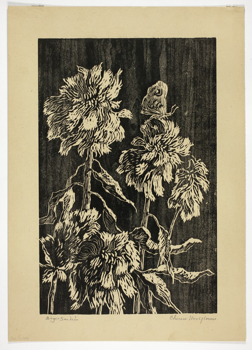 Chinese Woolflowers