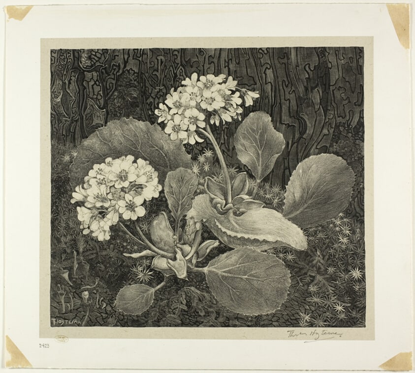 Little Plant in Moss, plate one from Flower Studies