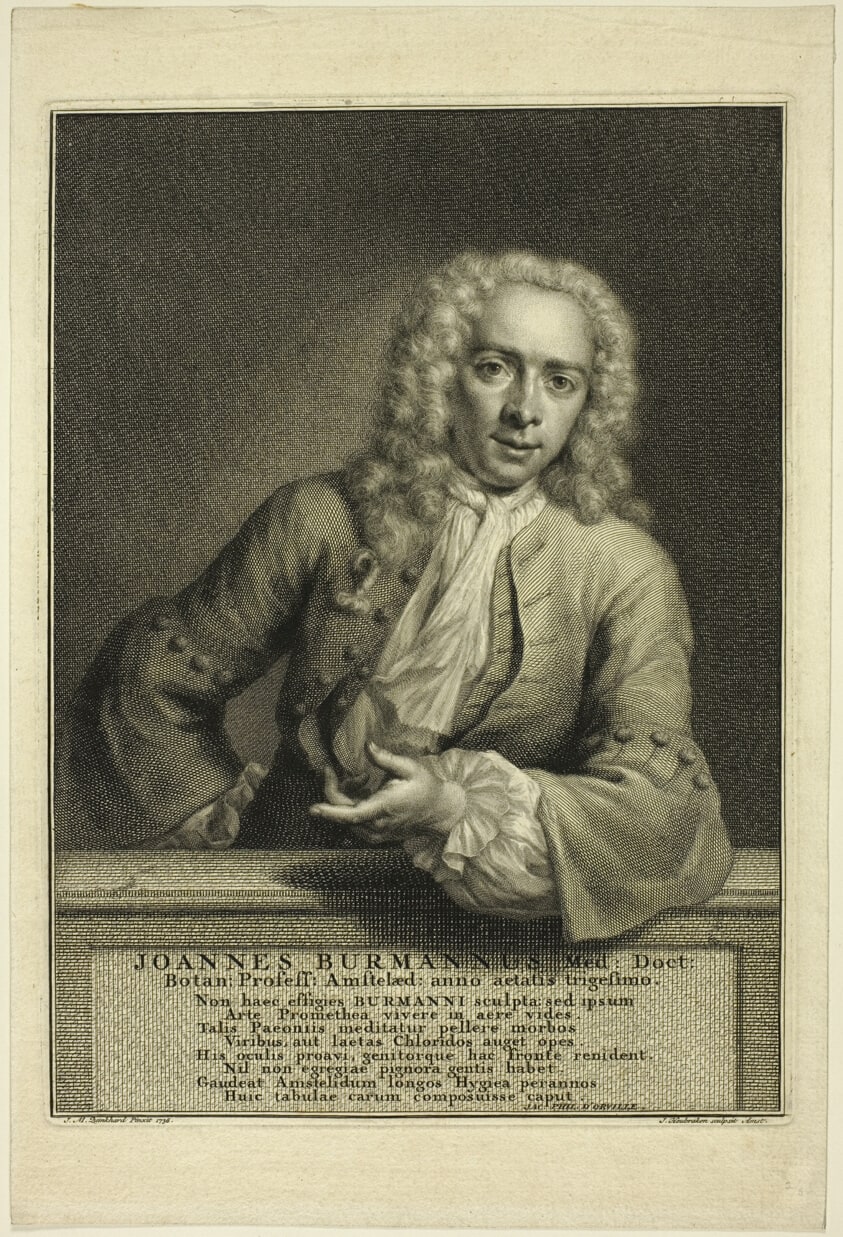 J. Burmannus