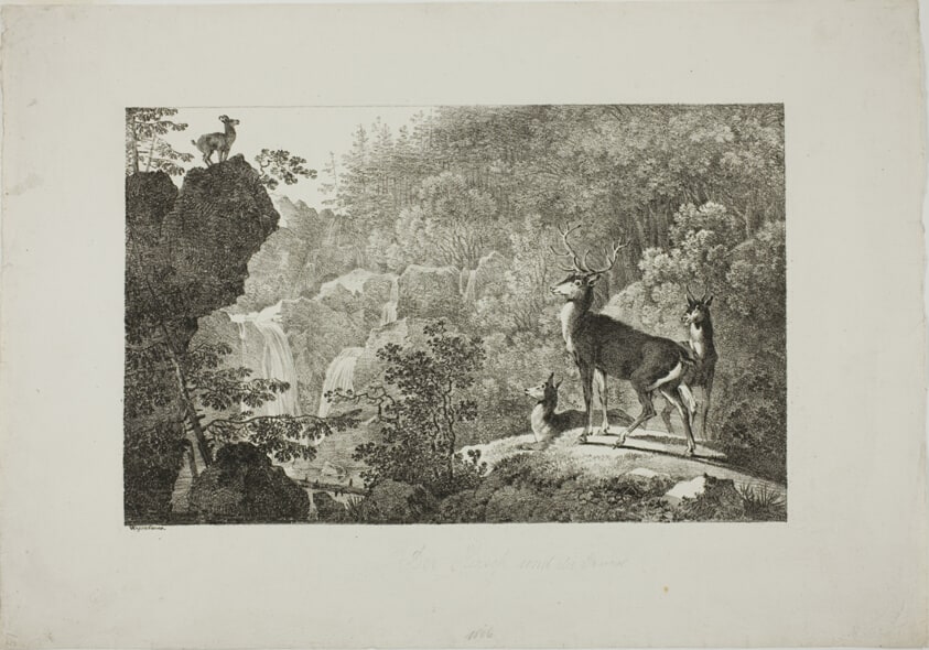 The Stag and the Chamois