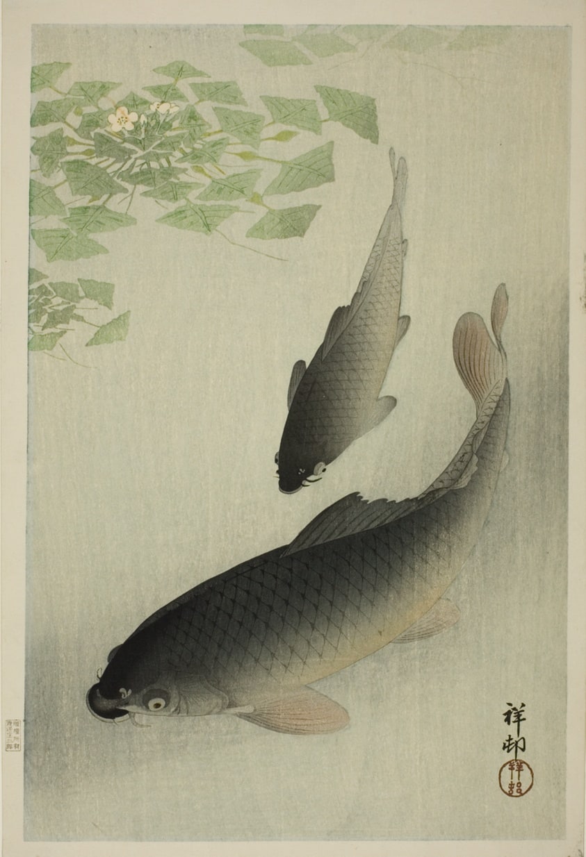 Carp