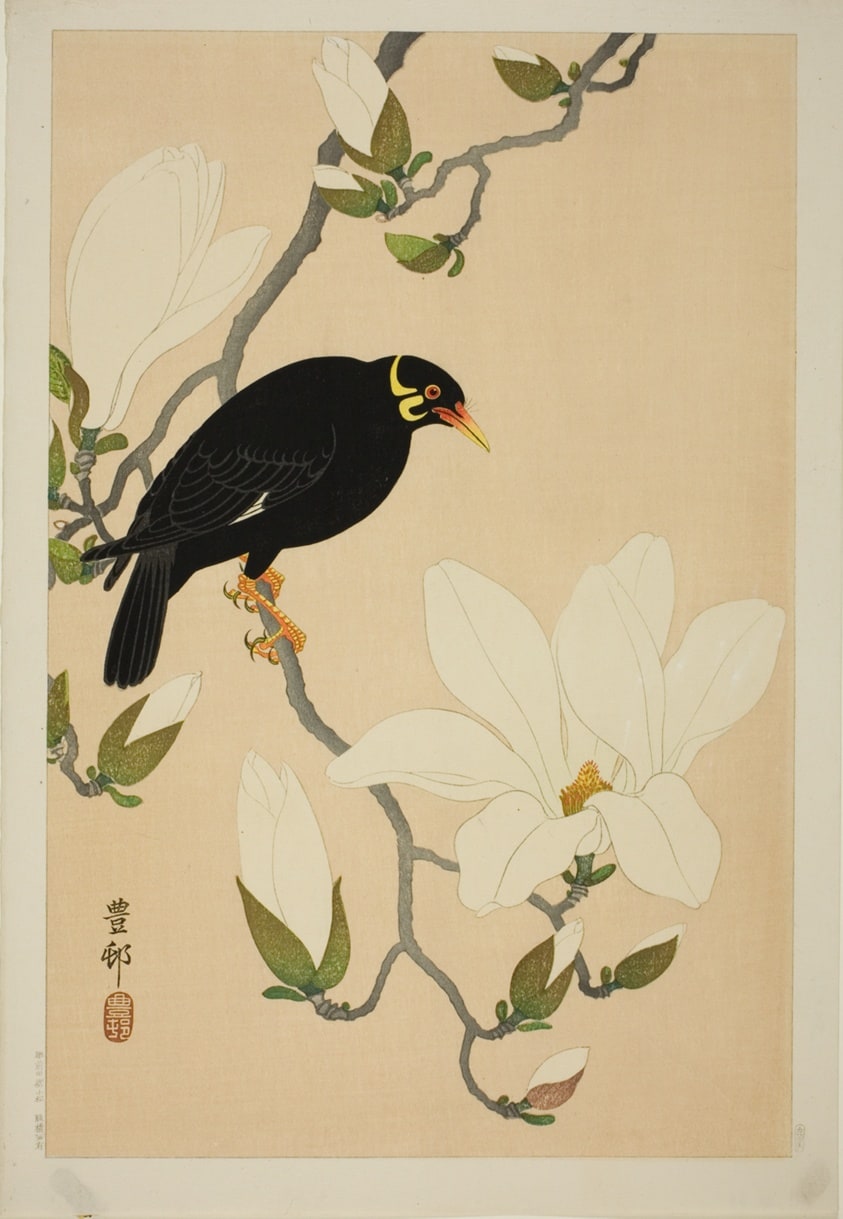 Myna on a Magnolia Branch