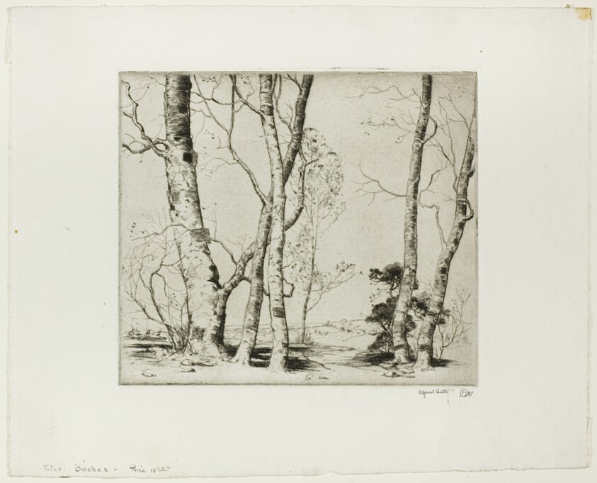 Birches