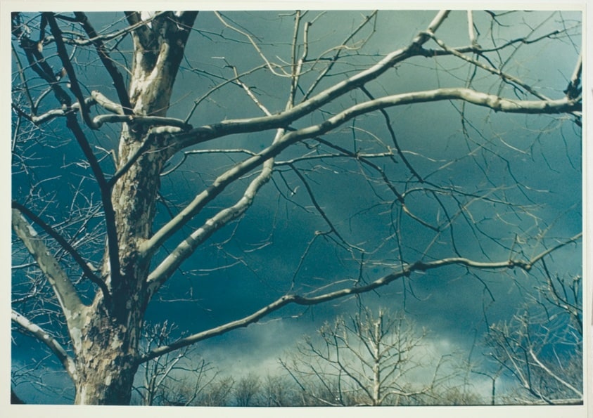 Untitled (Bare Trees Against the Sky)