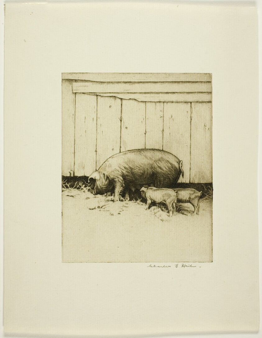 Pigs