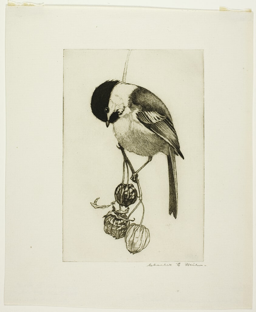 Chickadee and Weed Pods