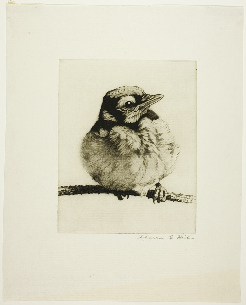 Young Blue Jay - No. 3