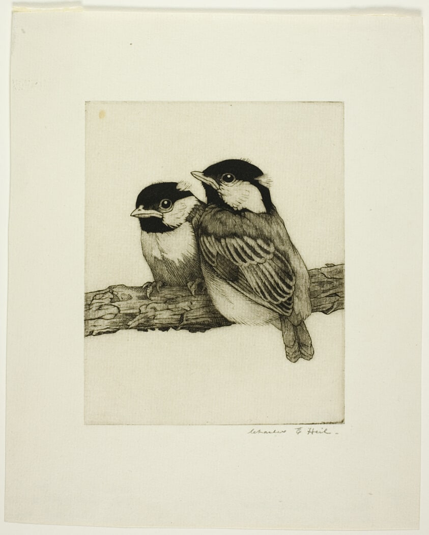 Young Chickadees
