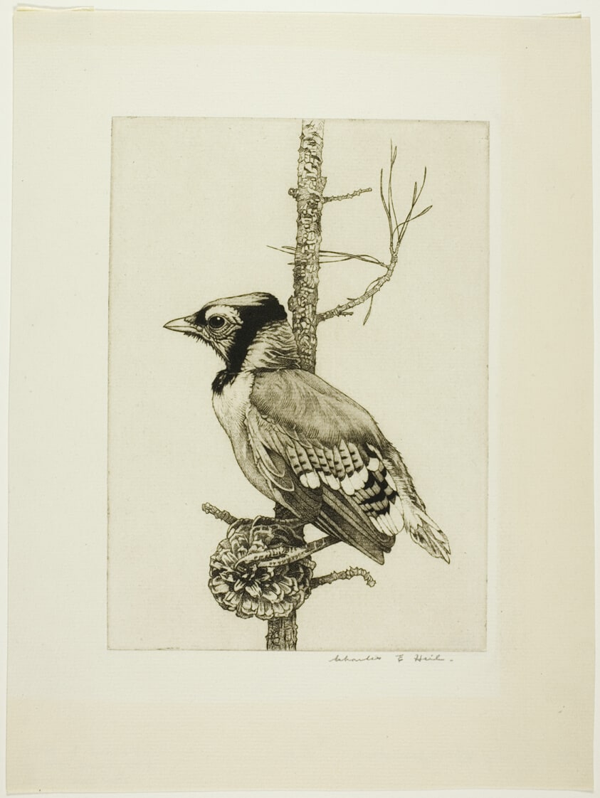 Young Blue Jay - No. 1