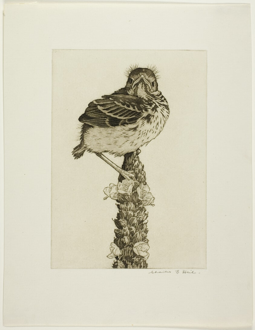 Young Brown Thrasher