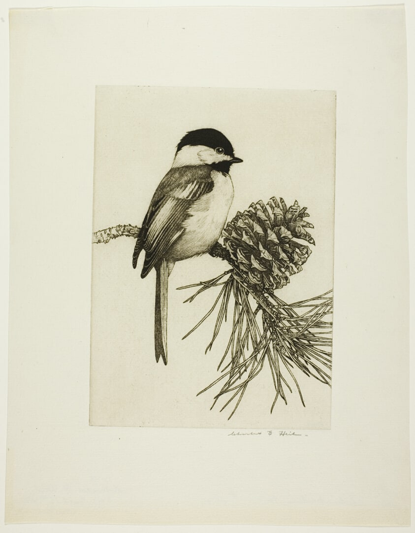 Chickadee - No. 1
