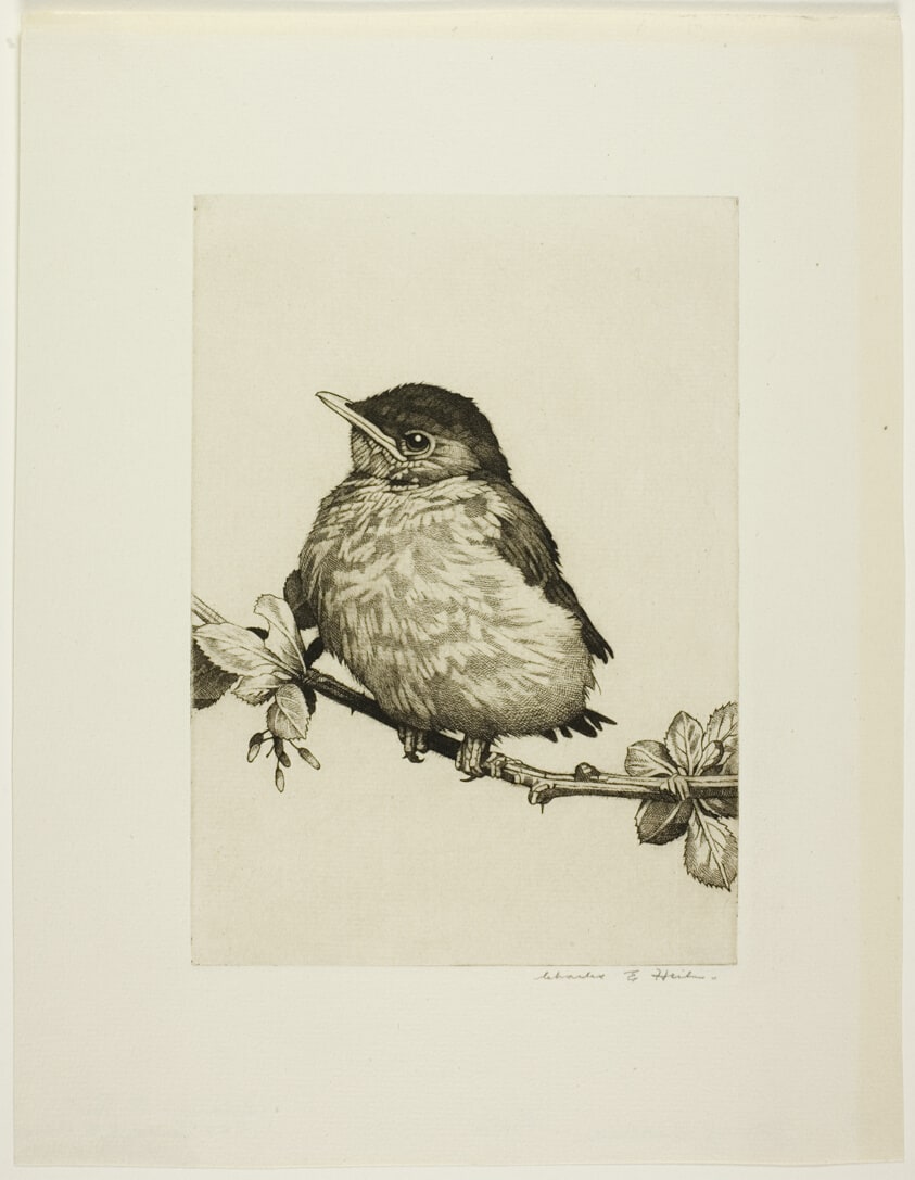 Young Catbird