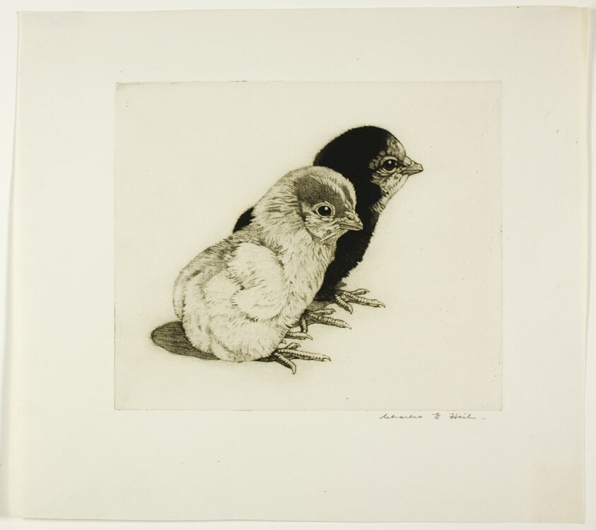 Chicks