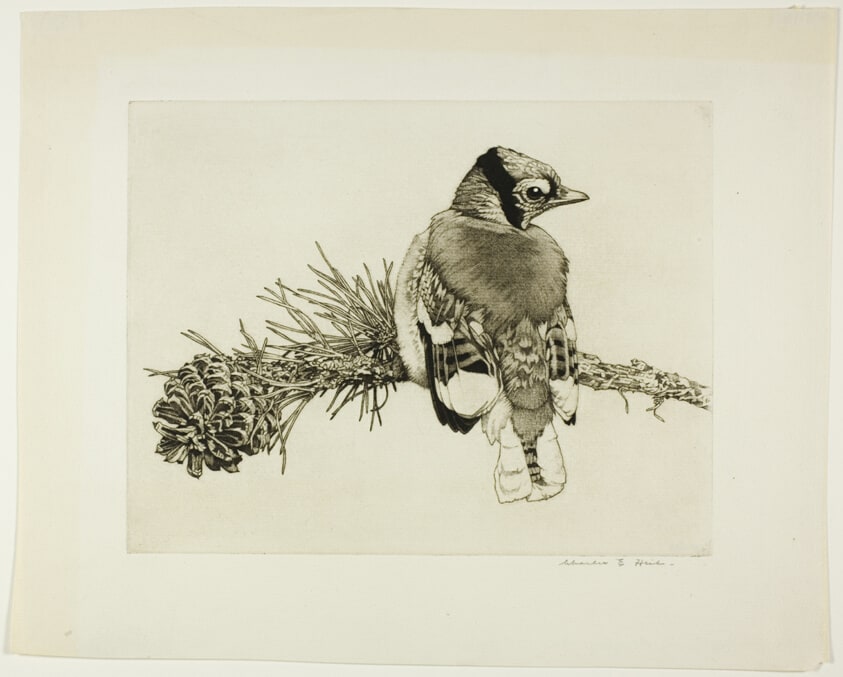 Young Blue Jay - No. 2