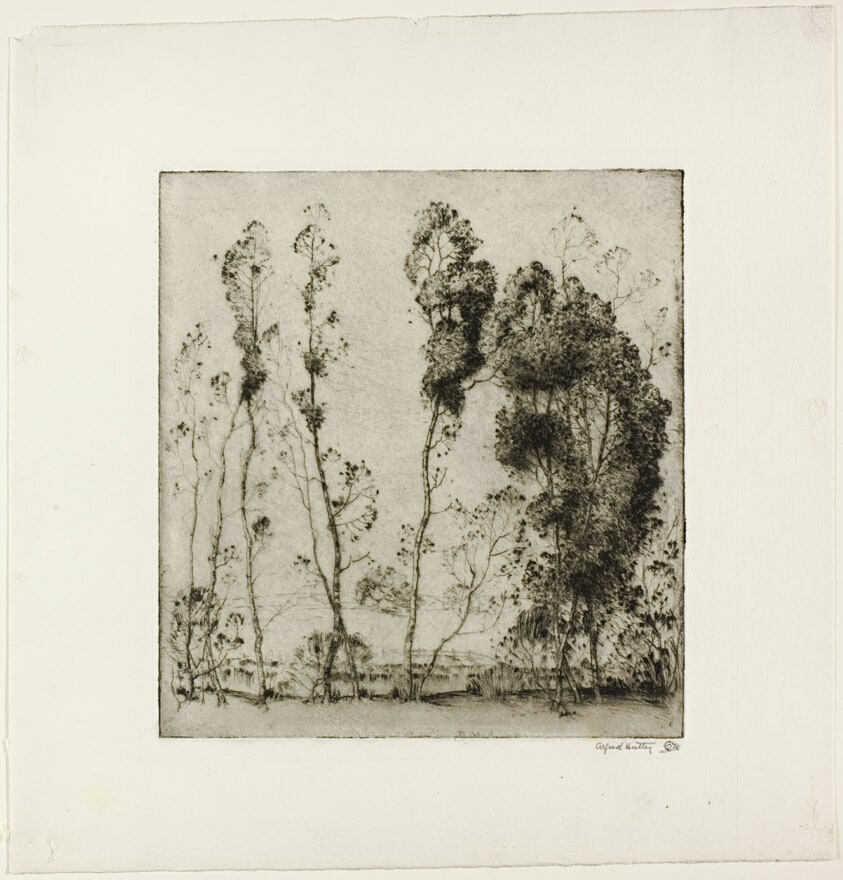 Trees Against the Sky