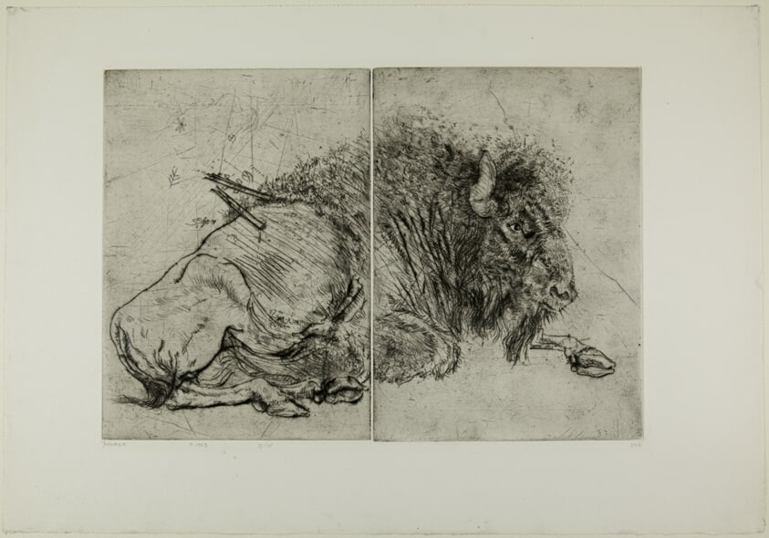 American Bison