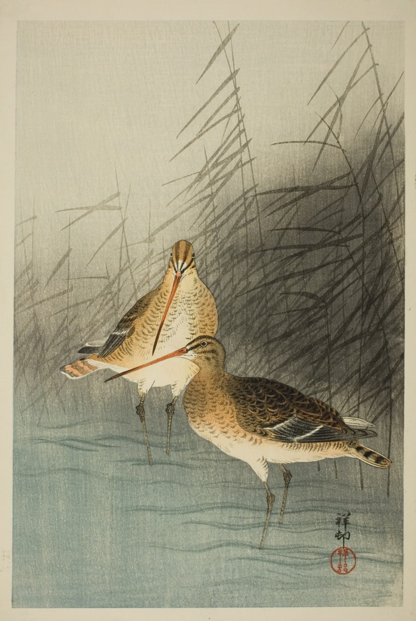 Bar-tailed Godwits and Reeds