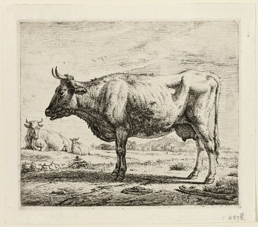 Two Cows and a Sheep