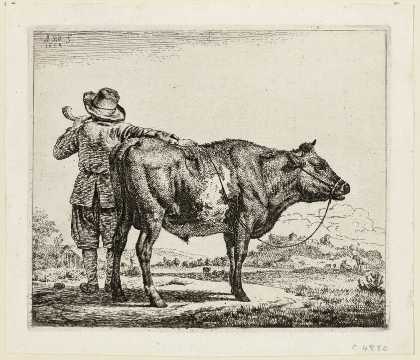 The Cowherd and the Bull