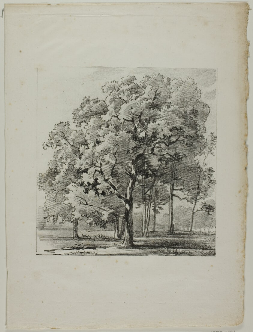 Study of Trees