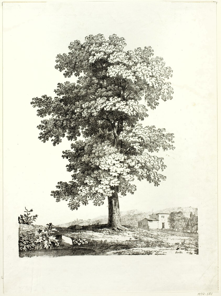 Study of a Tree