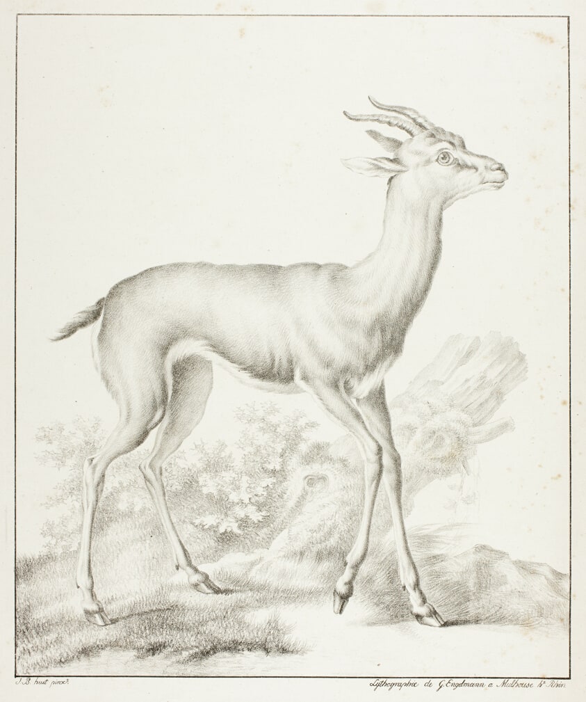 Antelope
